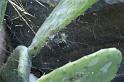 Cyrtophora_citricola_D3295_Z_78_Valle Gran Rey_Spanje